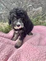 Millie, a female Miniature Bernedoodle for sale in Camden, MI – 6 of 6