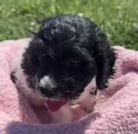Cin, a female Cockapoo for sale in Camden, MI – 3 of 5