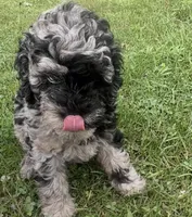 Gloria , a female Miniature Bernedoodle for sale in Camden, MI – 4 of 8