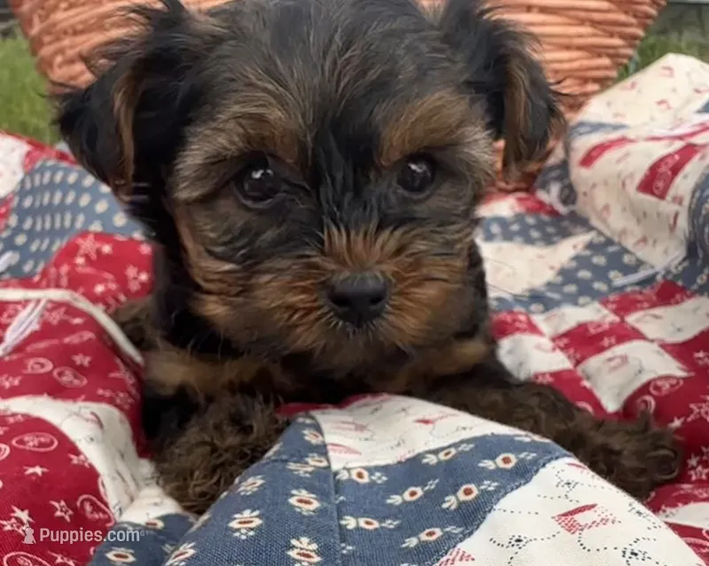 Chief – Yorkshire Terrier puppy for sale in Camden, MI