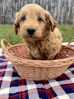 Chester, a male Miniature Goldendoodle for sale in Camden, MI – 5 of 5