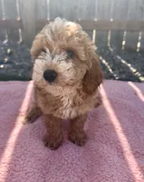 Reba, a female Miniature Goldendoodle for sale in Camden, MI – 4 of 6