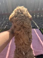 Reba, a female Miniature Goldendoodle for sale in Camden, MI – 5 of 6