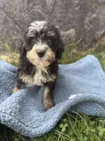 Murphy, a male Miniature Bernedoodle for sale in Camden, MI – 3 of 6