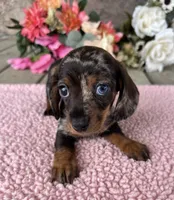 Sis, a female Miniature Dachshund for sale in Camden, MI – Photo 5 of 6