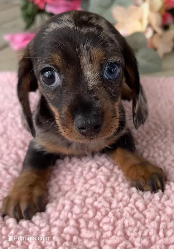 Sis – Miniature Dachshund puppy for sale in Camden, MI