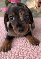 Sis, a female Miniature Dachshund for sale in Camden, MI – Photo 1 of 6