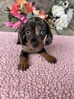 Sis, a female Miniature Dachshund for sale in Camden, MI – Photo 6 of 6