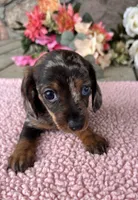 Sis, a female Miniature Dachshund for sale in Camden, MI – Photo 4 of 6