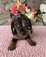 Sis, a female Miniature Dachshund for sale in Camden, MI – Photo 3 of 6