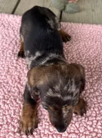 Sis, a female Miniature Dachshund for sale in Camden, MI – Photo 2 of 6