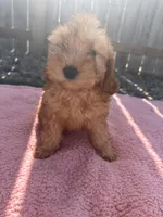 Dolly, a female Miniature Goldendoodle for sale in Camden, MI – 4 of 6