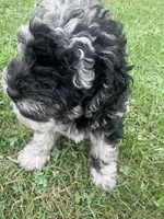 Gloria , a female Miniature Bernedoodle for sale in Camden, MI – 8 of 8