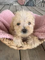 Rose, a female Poodle - Miniature  for sale in Camden, MI – 2 of 4