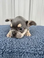 Tucker - AKC, a male French Bulldog for sale in Camden, MI – 3 of 4