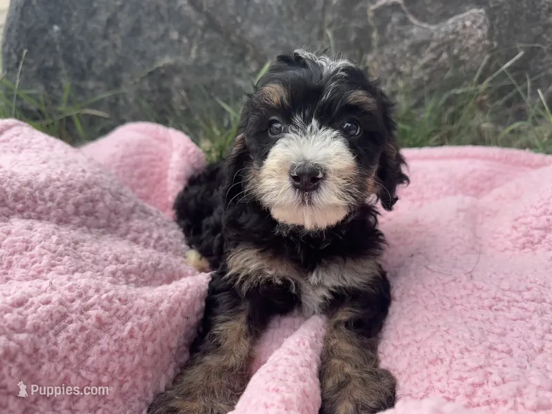Winnie – Miniature Bernedoodle puppy for sale in Camden, MI