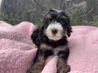 Winnie, a female Miniature Bernedoodle for sale in Camden, MI – 1 of 6