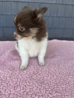 Mocha , a female Pomeranian for sale in Camden, MI – 6 of 6