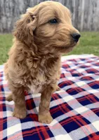 Chester, a male Miniature Goldendoodle for sale in Camden, MI – 4 of 5