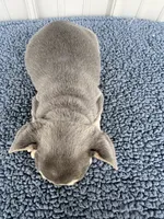 Tucker - AKC, a male French Bulldog for sale in Camden, MI – 4 of 4