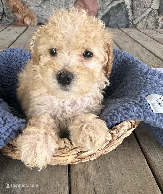 Spritz – Poodle - Miniature  puppy for sale in Camden, MI
