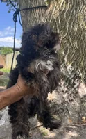 Bear, a male Yorkipoo for sale in Camden, MI – 2 of 3