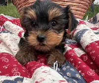 Libby, a female Yorkshire Terrier for sale in Camden, MI – 5 of 5