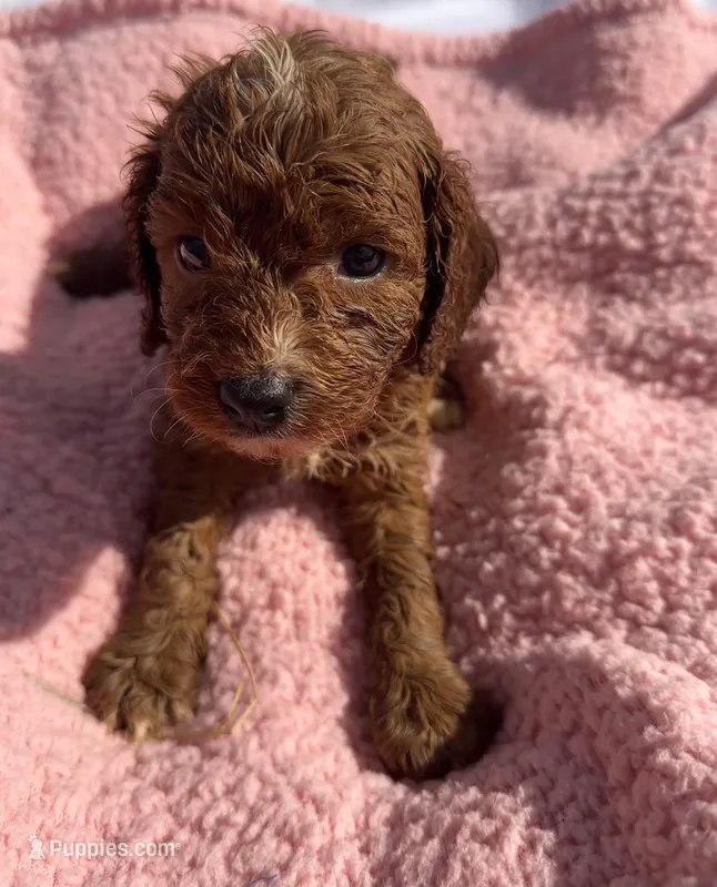 Maeve  – Cavapoo puppy for sale in Camden, MI