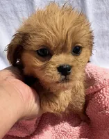 Queenie, a female Shih Tzu for sale in Camden, MI – 3 of 4