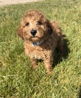 Pal, a male Miniature Goldendoodle for sale in Camden, MI – 4 of 4