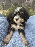 Murphy, a male Miniature Bernedoodle for sale in Camden, MI – 6 of 6