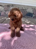 Sis, a female Miniature Goldendoodle for sale in Camden, MI – 4 of 6
