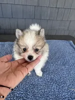 Peanut , a male Pomeranian for sale in Camden, MI – 2 of 5