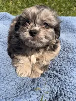 Snickers , a male Shihpoo for sale in Camden, MI – 3 of 5