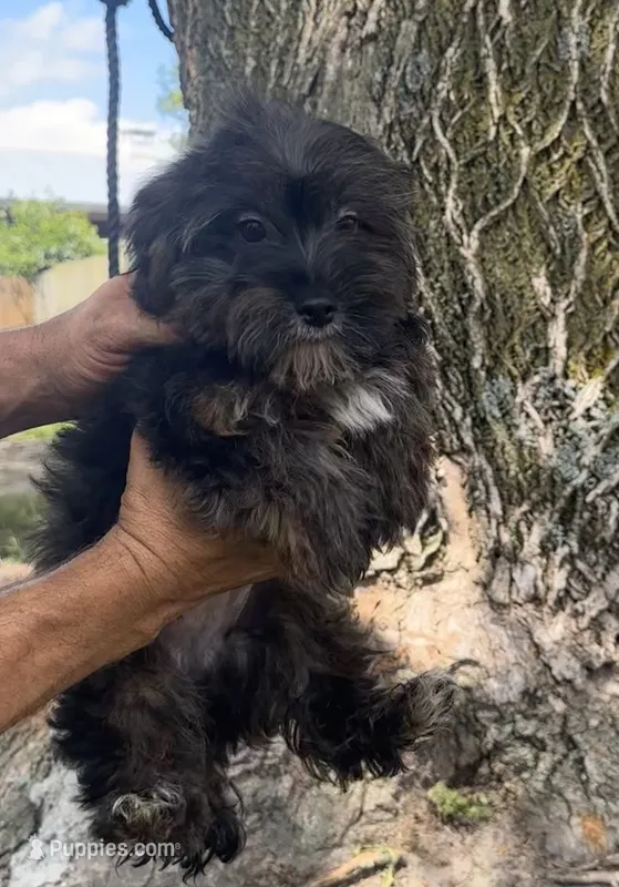 Bear – Yorkipoo puppy for sale in Camden, MI