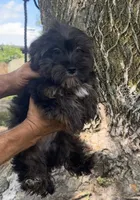 Bear, a male Yorkipoo for sale in Camden, MI – 1 of 3