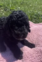 Bess, a female Bernedoodle for sale in Camden, MI – 2 of 9