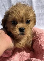 Queenie, a female Shih Tzu for sale in Camden, MI – 4 of 4