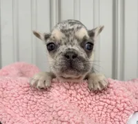 Lilly - AKC, a female French Bulldog for sale in Camden, MI – 4 of 7