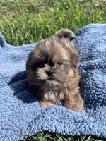 Dusty, a male Shihpoo for sale in Camden, MI – 4 of 6