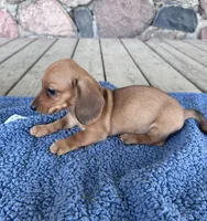 Briar (AKC), a male Miniature Dachshund for sale in Camden, MI – 3 of 4