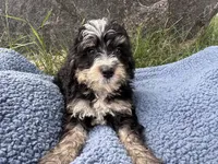 Murphy, a male Miniature Bernedoodle for sale in Camden, MI – 5 of 6