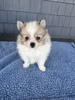 Peanut , a male Pomeranian for sale in Camden, MI – 1 of 5