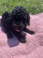 Bess, a female Bernedoodle for sale in Camden, MI – 3 of 9
