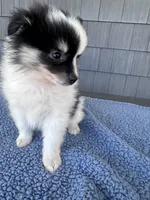 Oreo, a male Pomeranian for sale in Camden, MI – 4 of 7