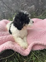 Poppy, a female Miniature Bernedoodle for sale in Camden, MI – 6 of 7
