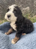 Archie, a male Miniature Bernedoodle for sale in Camden, MI – 2 of 8