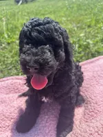 Bess, a female Bernedoodle for sale in Camden, MI – 9 of 9