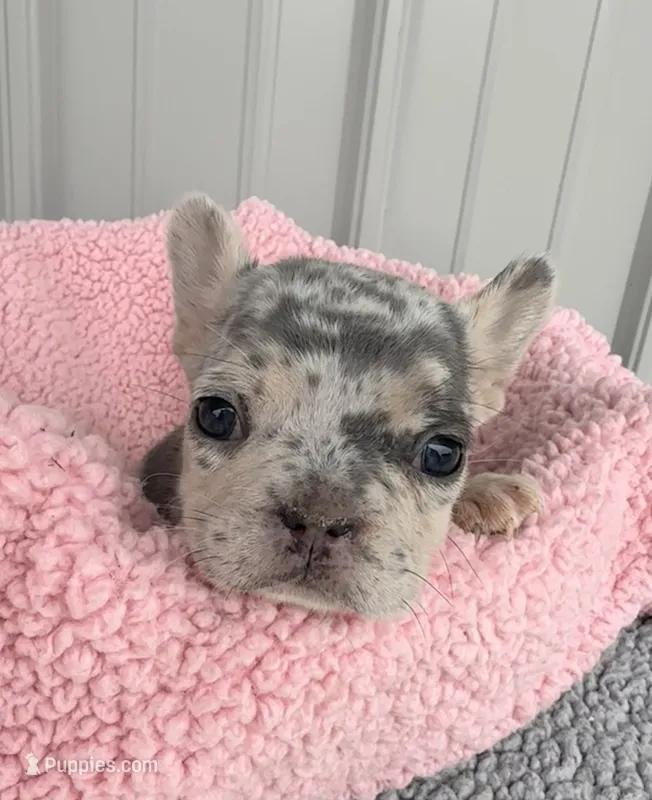 Pixie - AKC – French Bulldog puppy for sale in Camden, MI