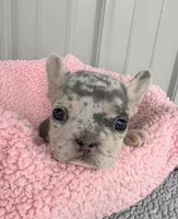 Pixie - AKC, a female French Bulldog for sale in Camden, MI – 1 of 5